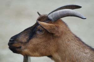 goat-184584_640