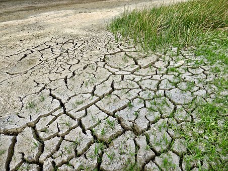 PLANTER DES OLIVIERS EN PAYS DE LA LOIRE ?